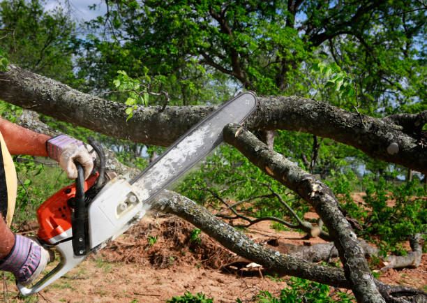 Dead Tree Removal in Texanna, OK